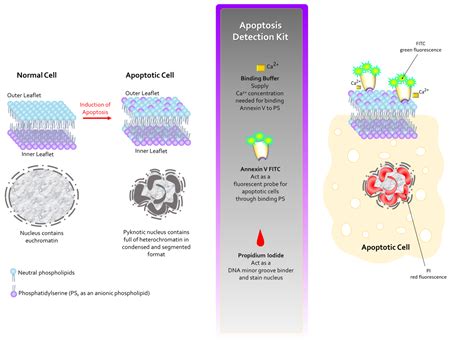 apoptosis detection elisa kit|pi annexin.